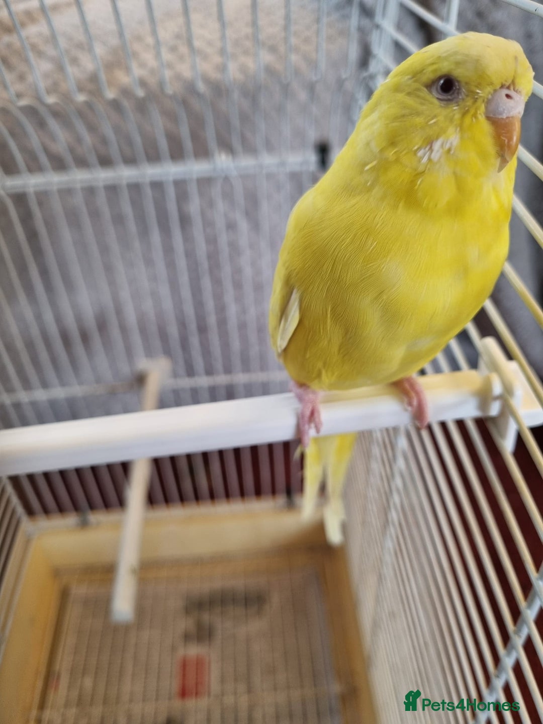 Budgerigars birds for sale: Budgies lutino for sale  - Image 3