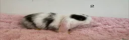 Mini Lop rabbits for sale: 12 Mini lop rabbits - Advert 5