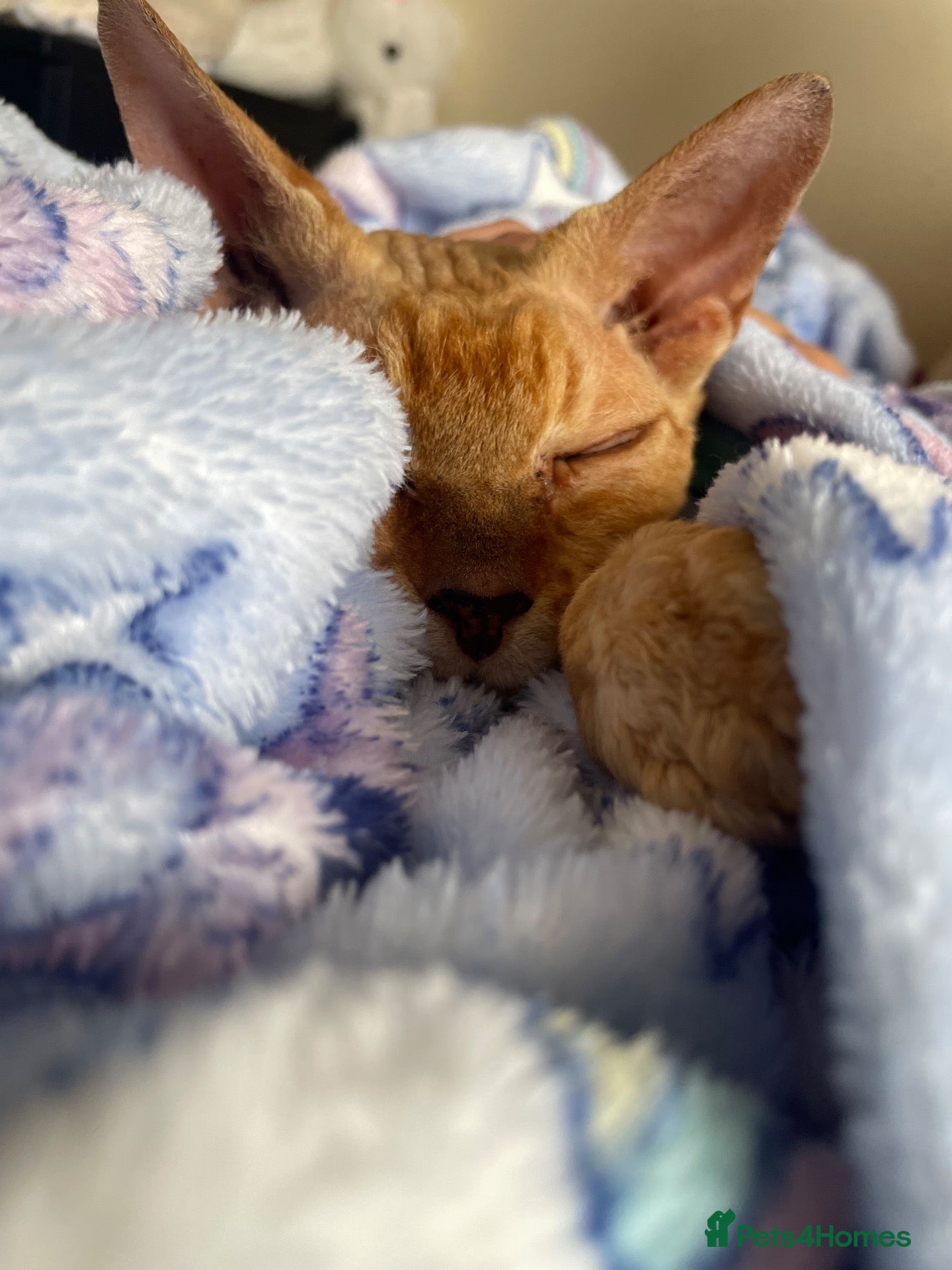 Devon Rex cats Devon Rex cross sphynx adult male - Advert 2