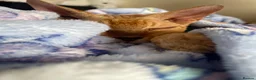 Devon Rex cats for sale: Devon Rex cross sphynx adult male - Advert 1