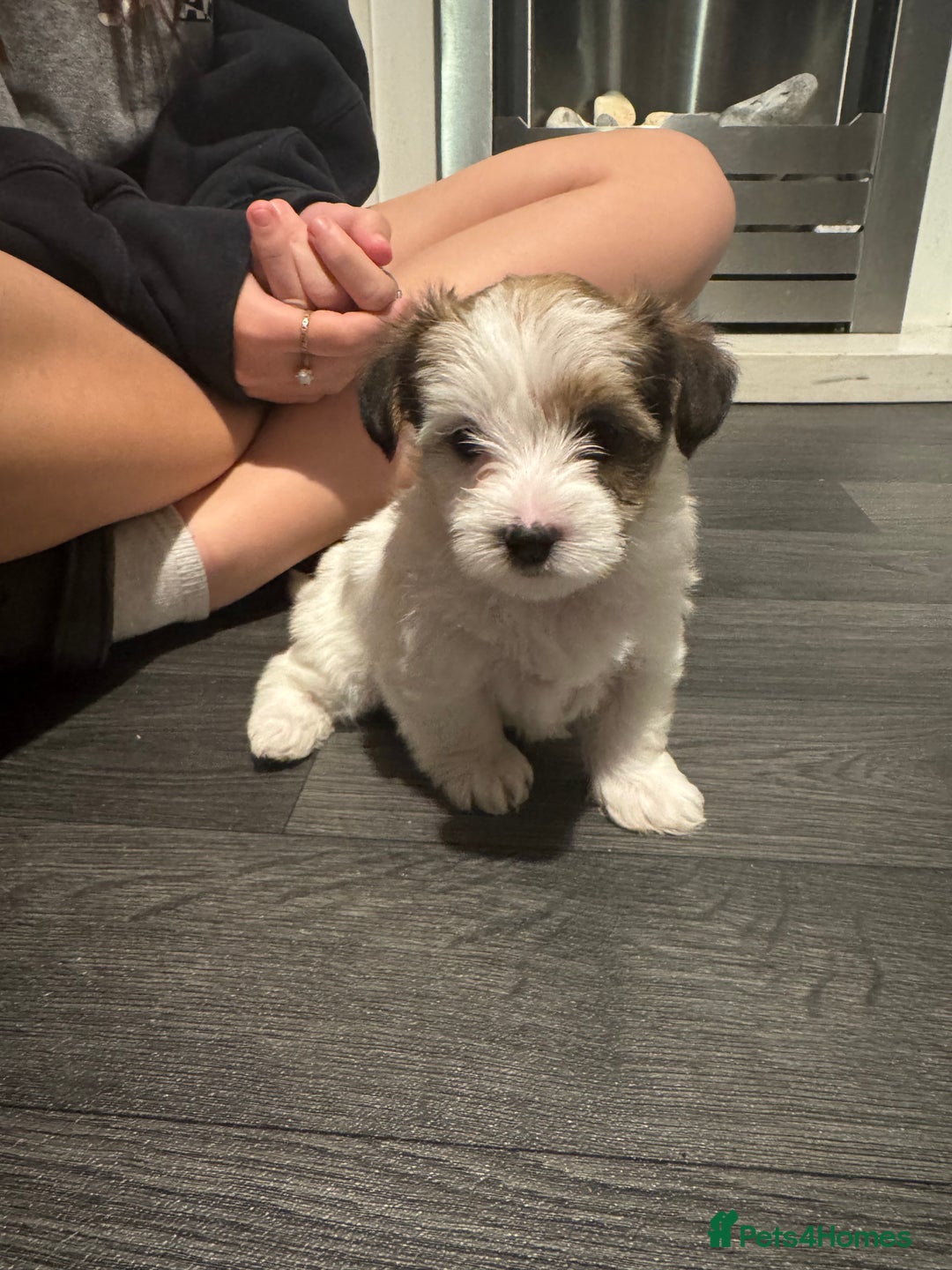 Mixed Breed dogs for sale: Female shih tzu cross yorkie  - Advert 2