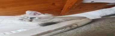 Ragdoll Kitten 2