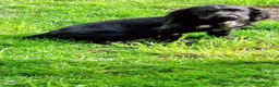 Cocker Spaniel dogs for sale: KC Registered working cocker spaniel male - Advert 7