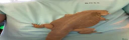 Bearded Dragon reptiles for sale: Female wits bearded dragon - Advert 3