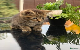 Toyger cats for sale: Tabby kittens  - Image 12