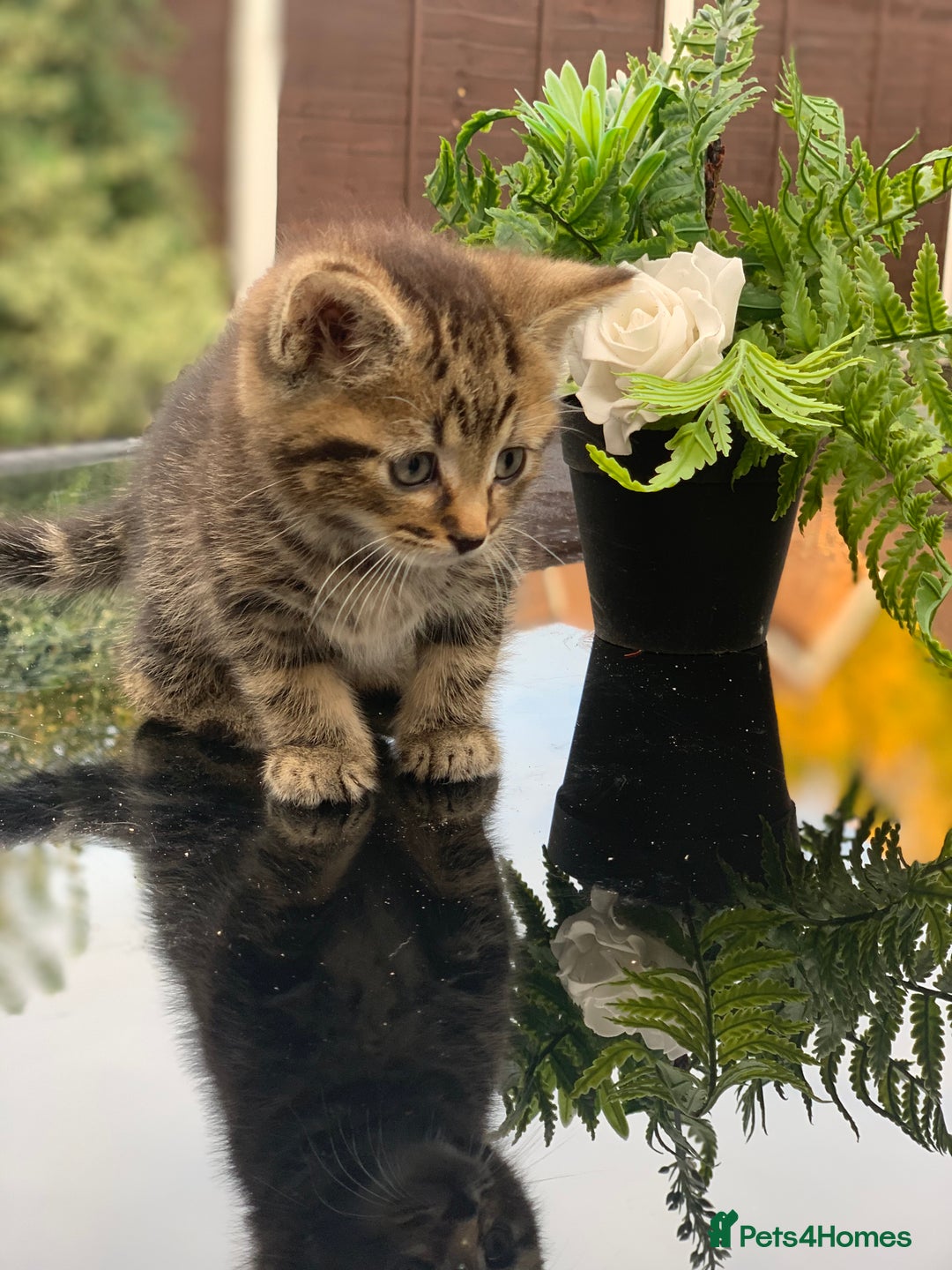Toyger cats for sale: Tabby kittens  - Image 12