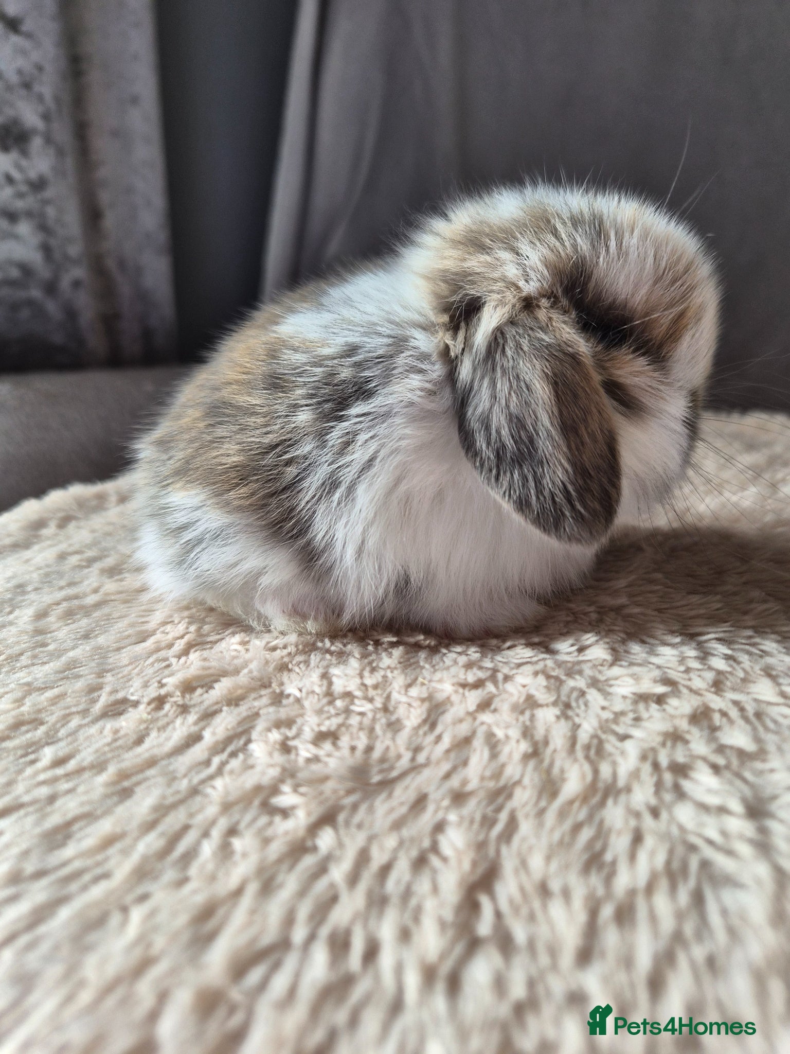 Mini Lop rabbits Baby Tri coloured available  - Advert 1