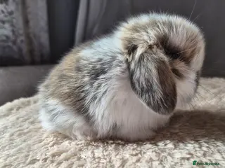 Mini Lop rabbits Baby Tri coloured available - Advert 1