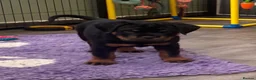 Rottweiler dogs for sale: ⭐️ Outstanding Rottweiler Puppies ⭐️ - Advert 8