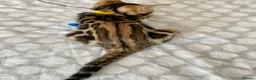 Bengal cats for sale: ✨✨ TICA registered Bengal BOYS😻😻😻 - Advert 26