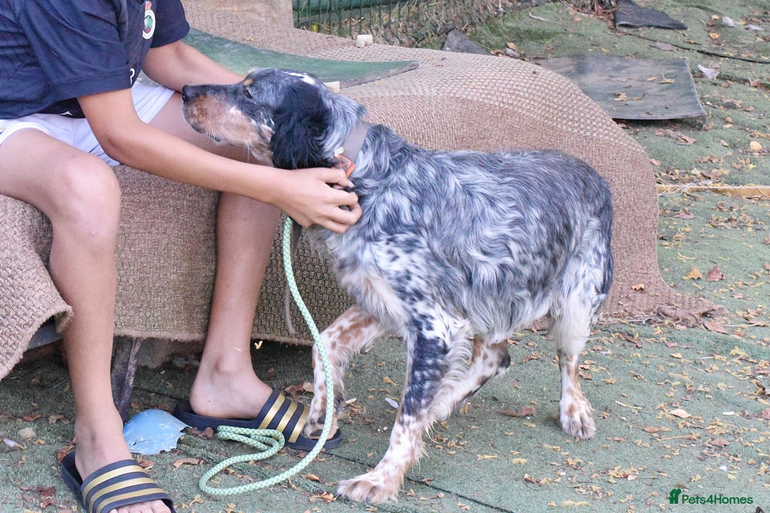 English Setter dogs for adoption: Hasgar - Image 6