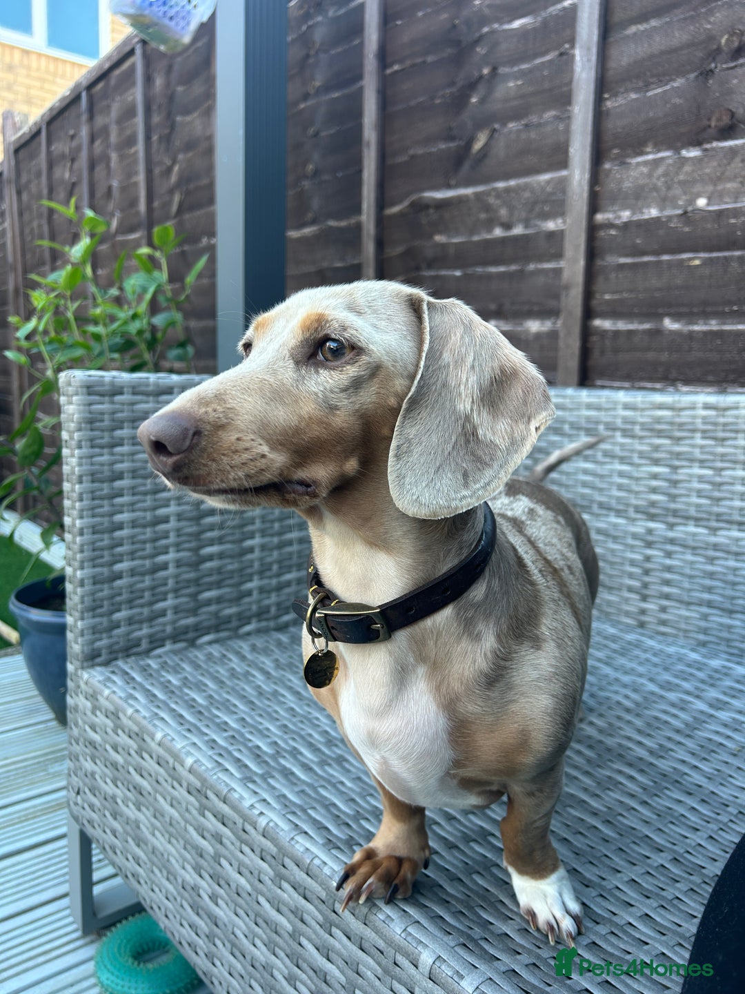 Miniature Dachshund dogs for sale: 2 beautiful mini daxi pups - Image 11
