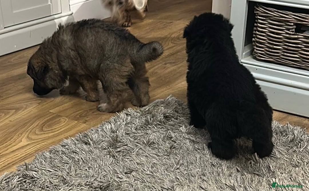 German Shepherd dogs for stud: PROVEN German shepherd for stud  in Bexhill-on-Sea - Advert 24