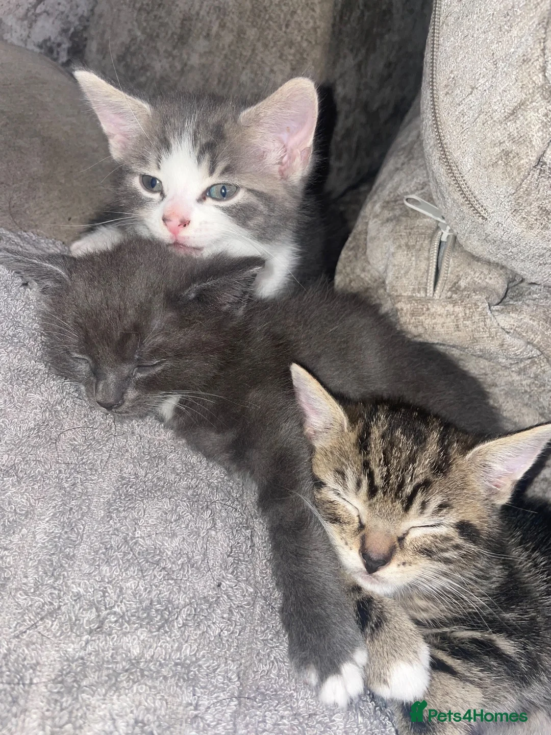 Mixed Breed cats for sale: 3 female kittens  - Advert 1