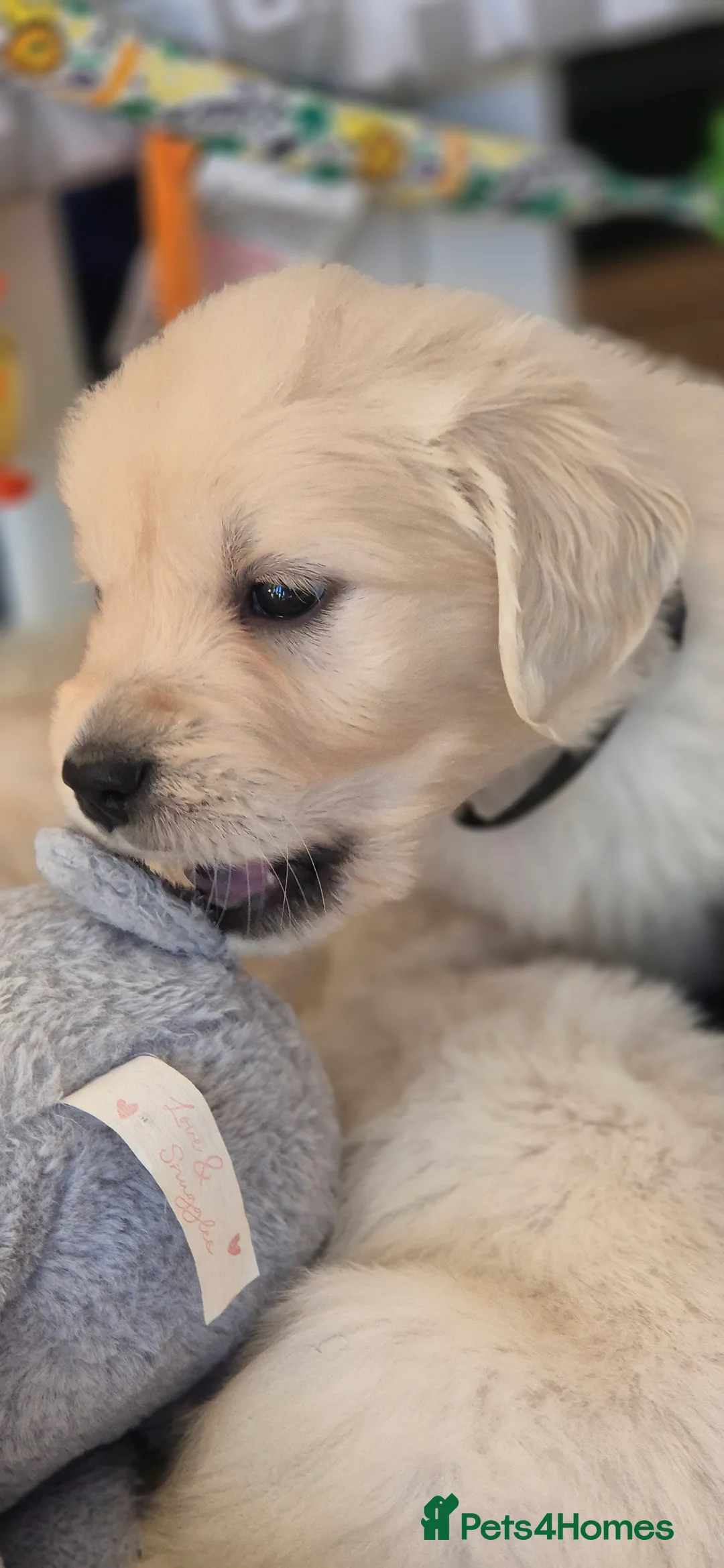 Golden Retriever dogs for sale: KC Registered Golden Retrievers - Advert 3