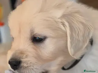 Golden Retriever dogs KC Registered Golden Retrievers - Advert 1