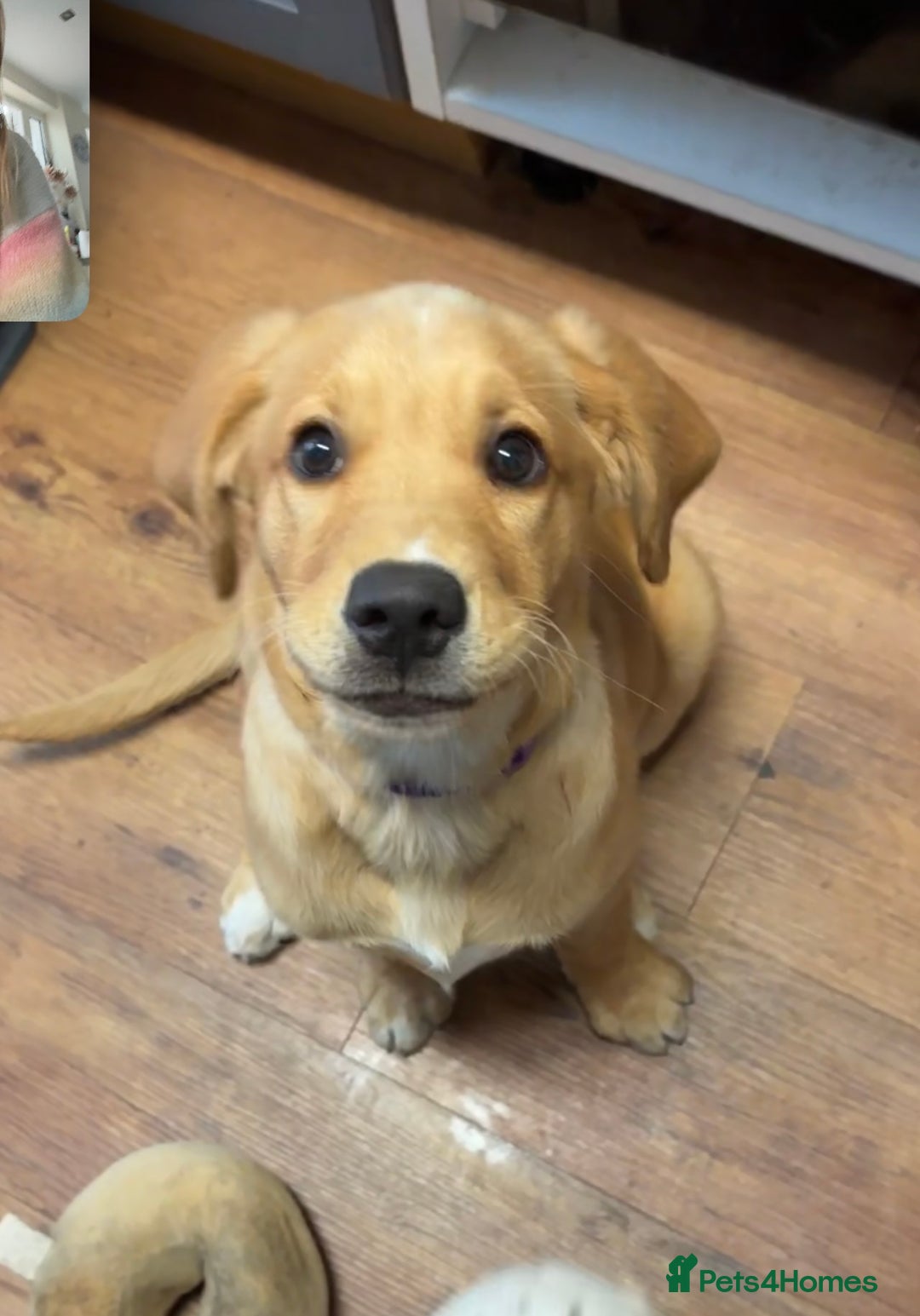 Goldador dogs for sale: 2 beautiful golden retriever cross Lab puppies - Image 2