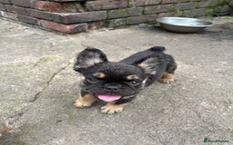 French Bulldog dogs for sale: Beautiful French bulldog girls (ready now) - Image 6