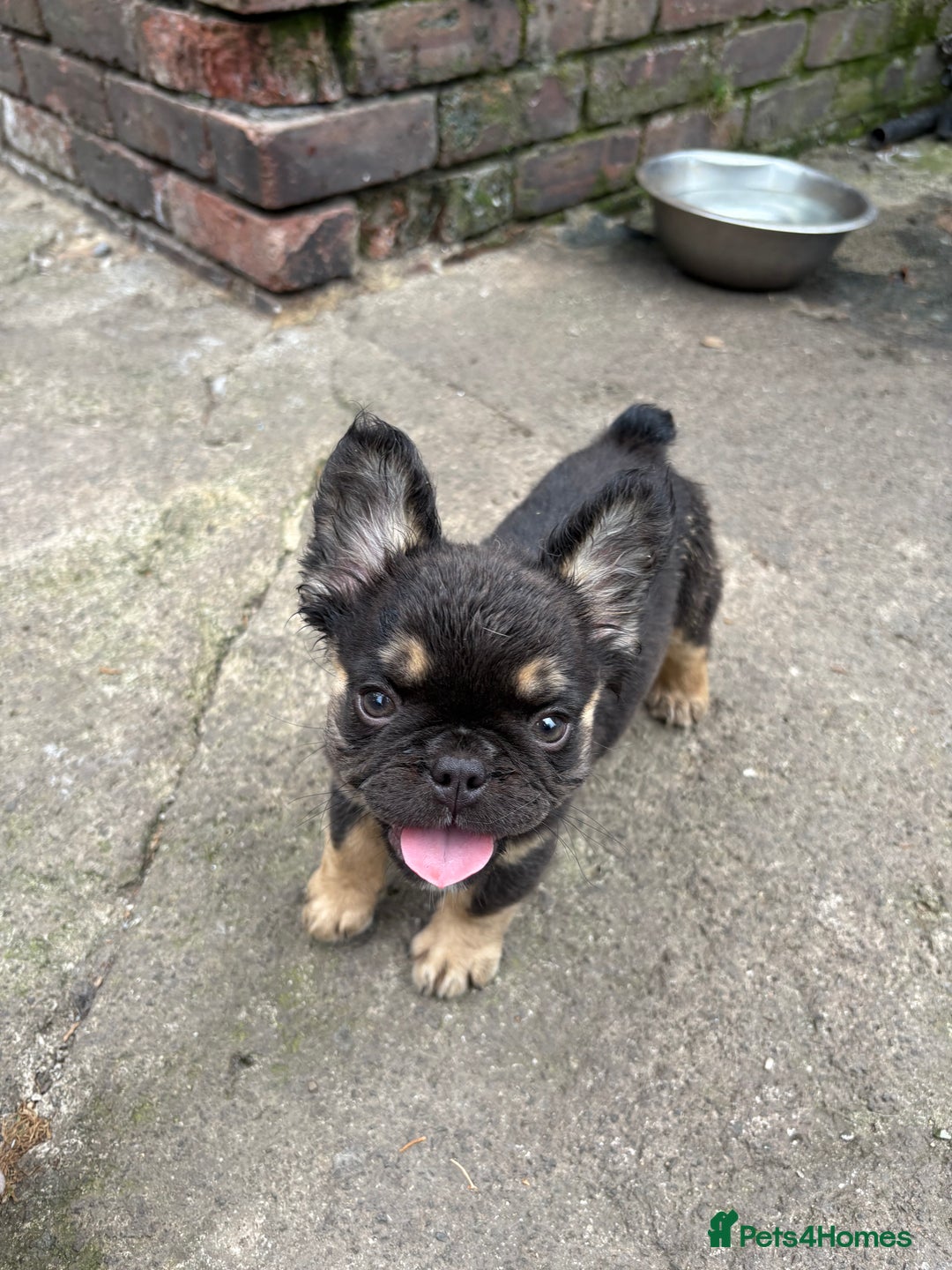French Bulldog dogs for sale: Beautiful French bulldog girls (ready now) - Image 6