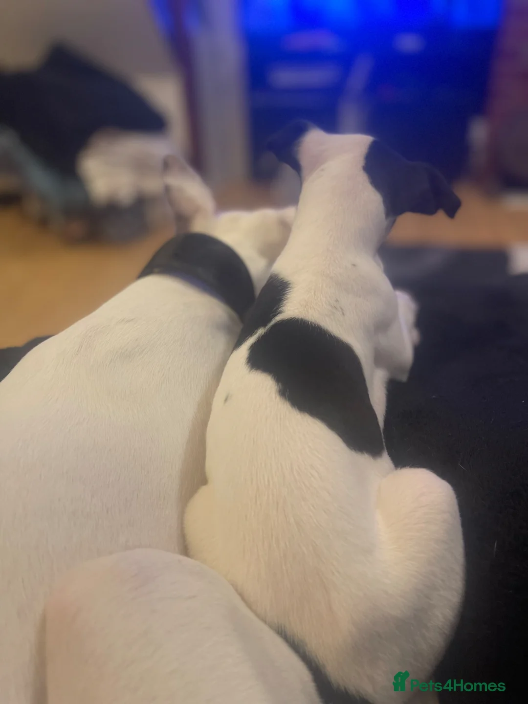 Whippet dogs for sale: Whippet puppies for sale - Advert 2