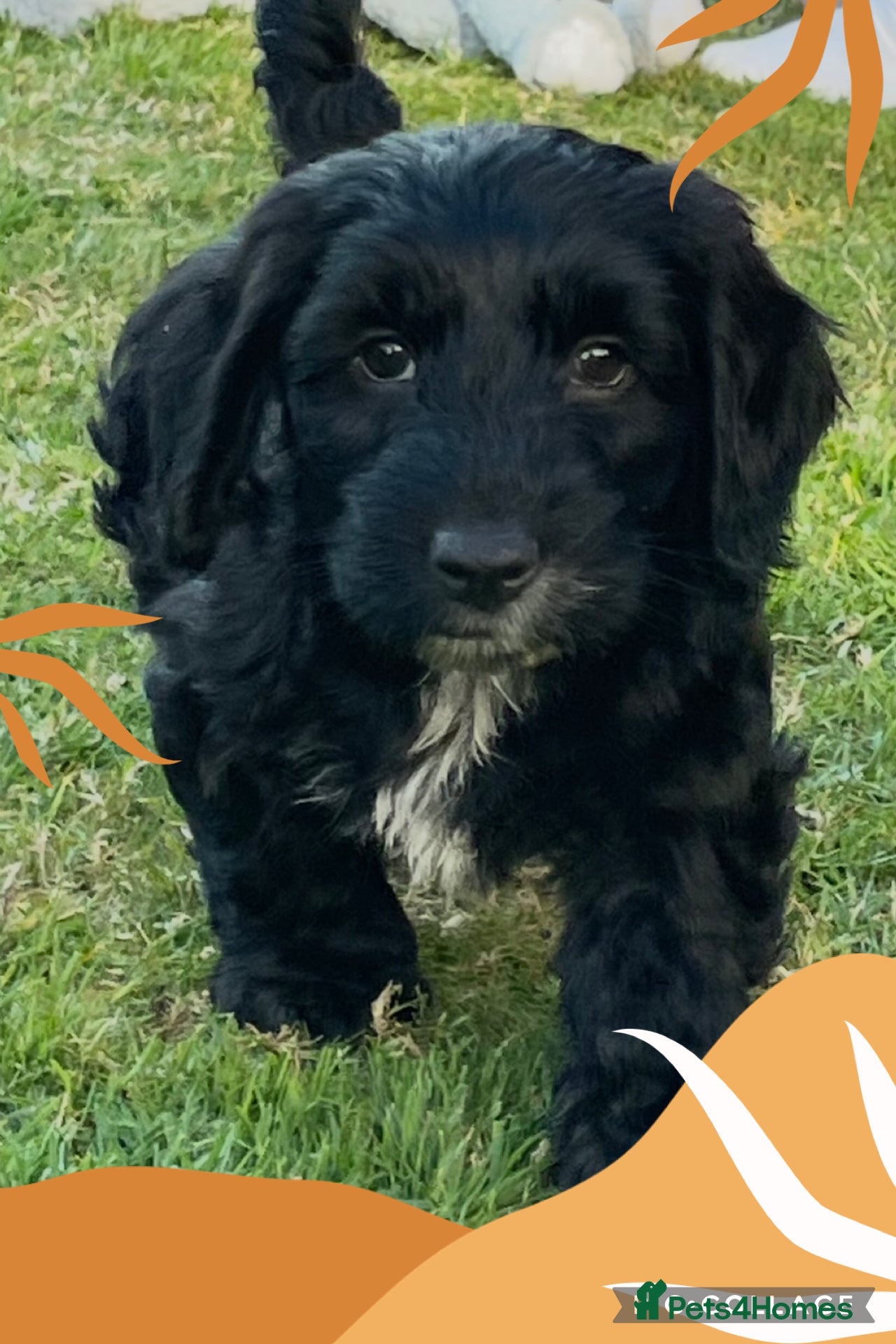 Cockapoo dogs 💙✨ READY 2 GO ✨💙 CHUNKY BOY F2 COCKAPOO in Fareham - Advert 2