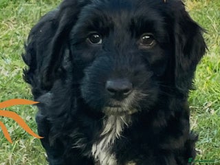 Cockapoo dogs 💙✨ READY 2 GO ✨💙 CHUNKY BOY F2 COCKAPOO in Fareham - Advert 2