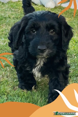 Cockapoo dogs in Fareham - Advert 9