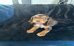 Cocker Spaniel dogs for sale: BEAUTIFUL LITTER OF TRICOLOURED COCKER SPANIELS  - Image 29