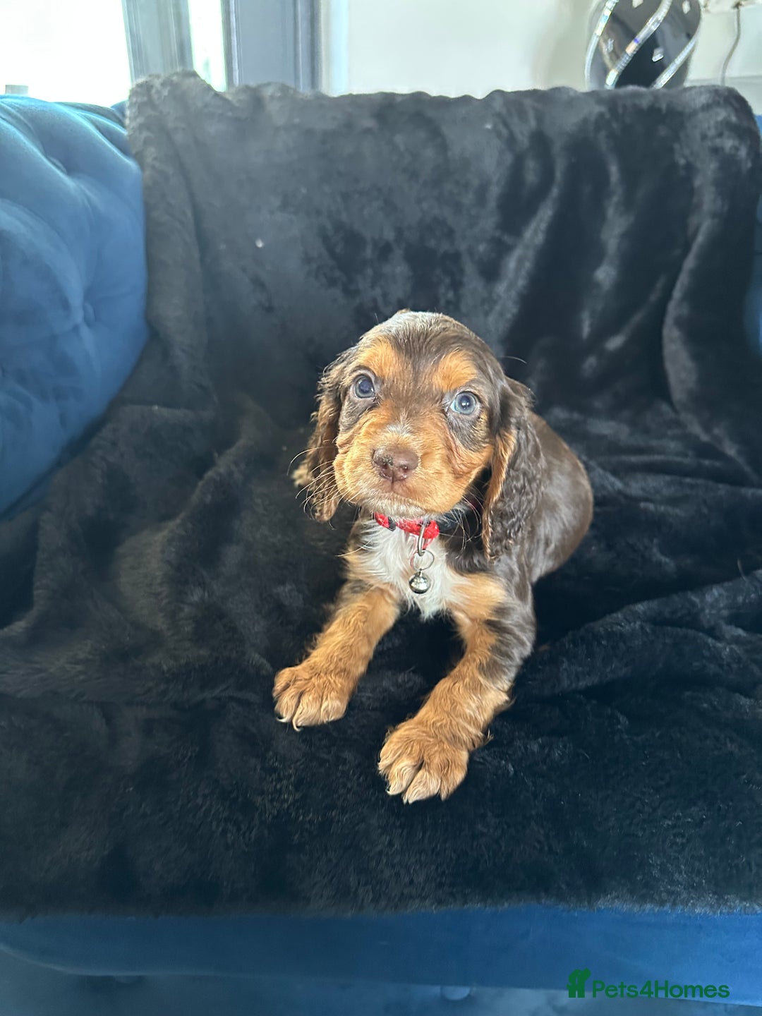Cocker Spaniel dogs for sale: BEAUTIFUL LITTER OF TRICOLOURED COCKER SPANIELS  - Image 29