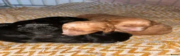 Cockapoo dogs for sale: 2 Cockapoo pups  - Advert 2