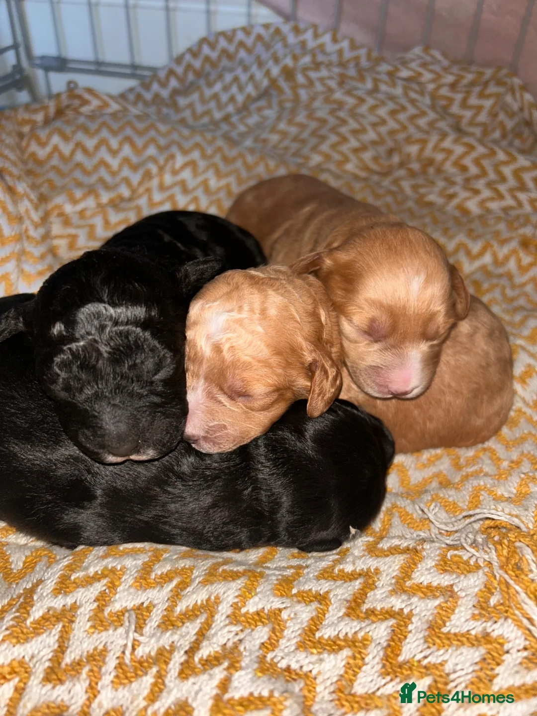 Cockapoo dogs for sale: 2 Cockapoo pups  - Advert 2