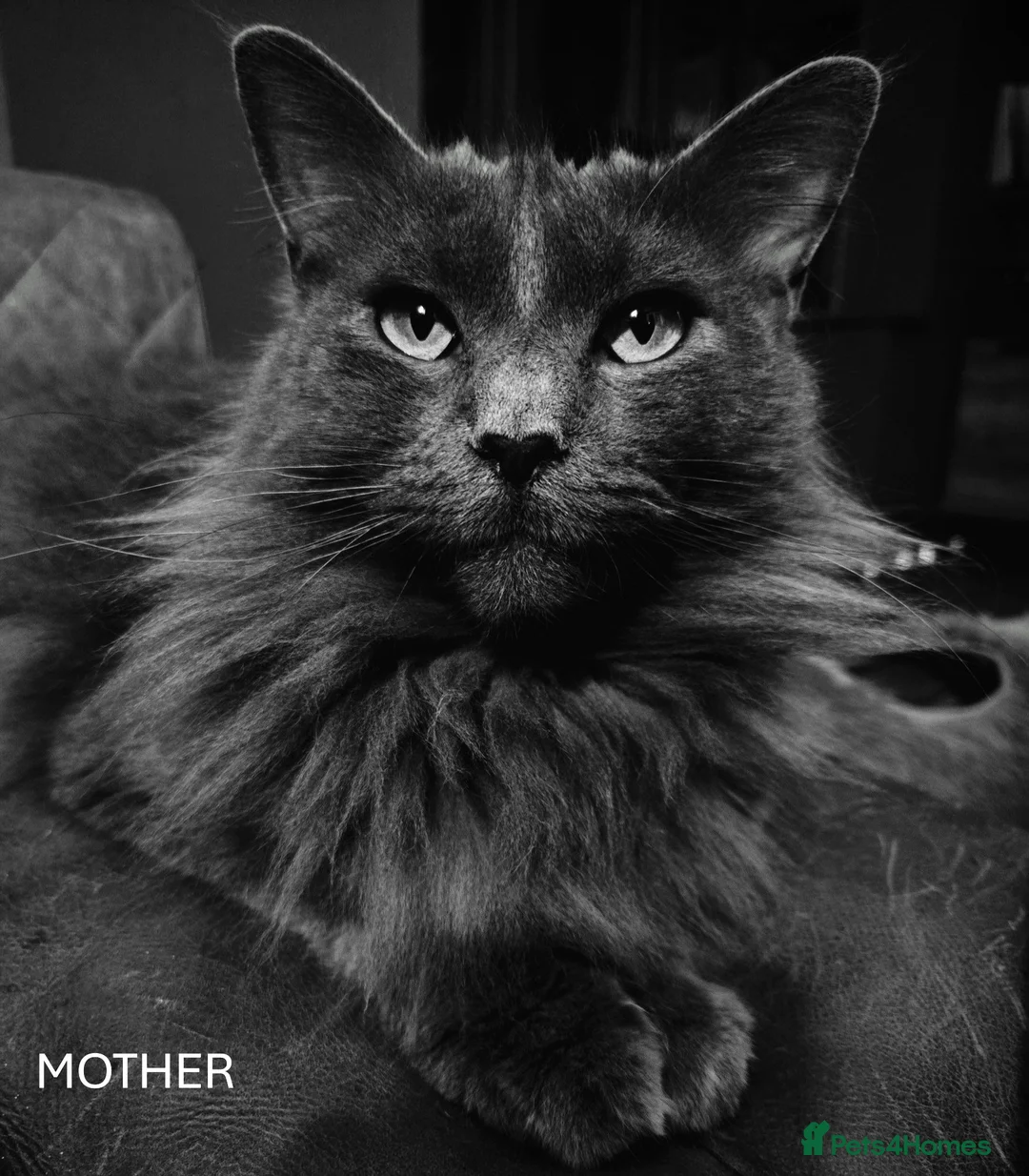 Maine Coon cats for sale: GCCF Blue Maine Coon litter  - Advert 2