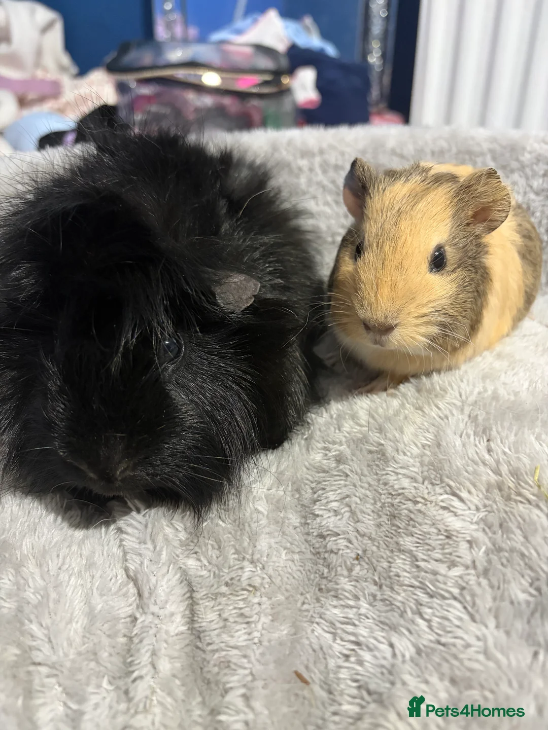 Guinea Pig rodents for sale: Pair of boys for rehoming  in Newcastle upon Tyne - Advert 1