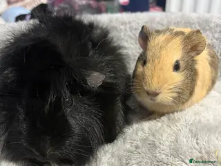 Guinea Pig rodents Pair of boys for rehoming - Advert 5