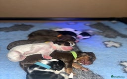 Cockapoo dogs for sale: Stunning litter of f1b cockapoo puppies  - Image 16