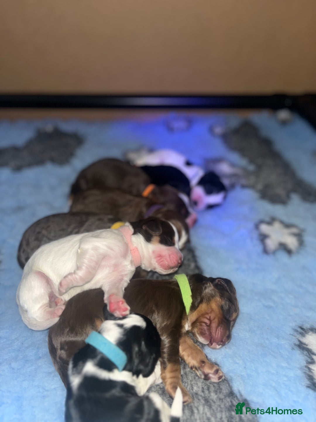 Cockapoo dogs for sale: Stunning litter of f1b cockapoo puppies  - Image 16