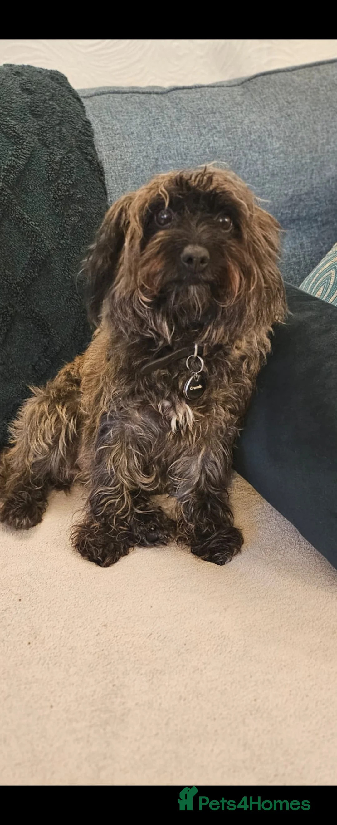 Mixed Breed dogs for sale: F1B Cockapoo Puppies – KC Toy Poodle Sired in Halifax - Advert 40