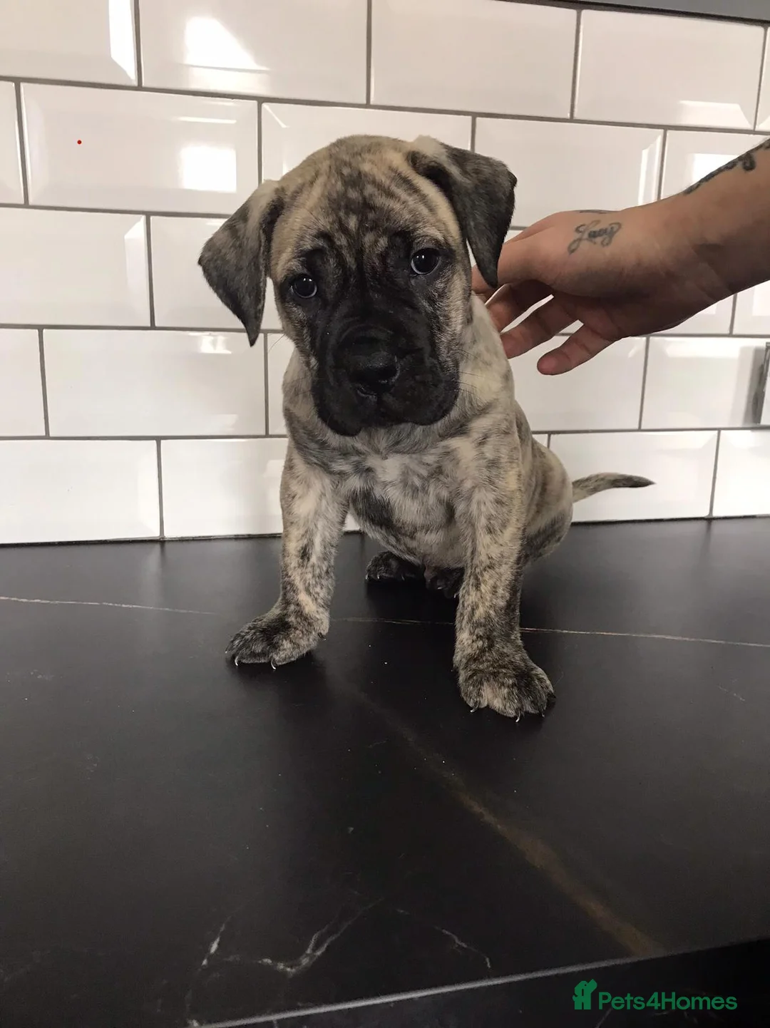 Presa Canario dogs for sale: Ground breaking presa puppies - Advert 7