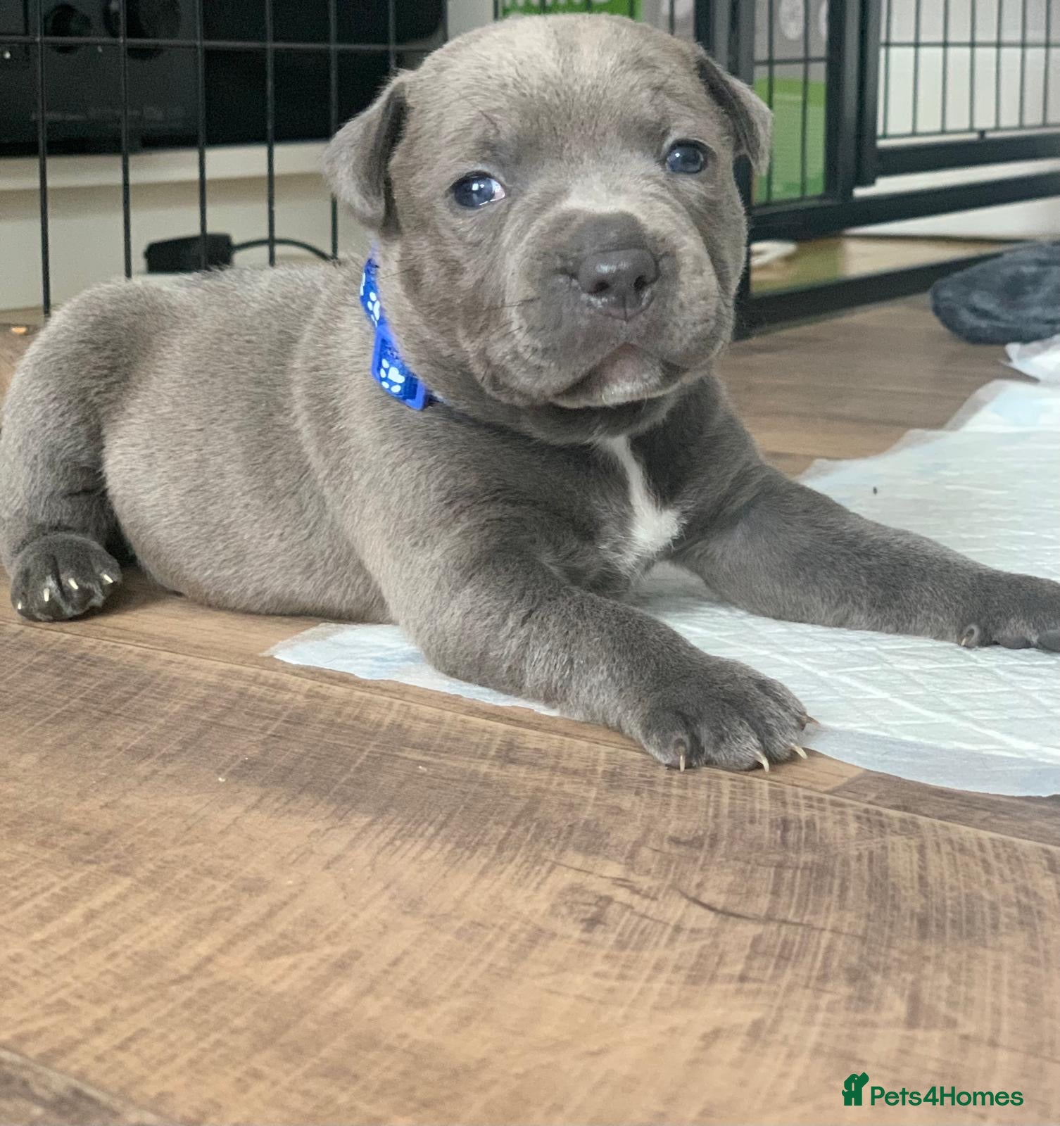 Staffordshire Bull Terrier dogs Champions Bloodlines Staffordshire Bull Terrier Pu - Advert 9