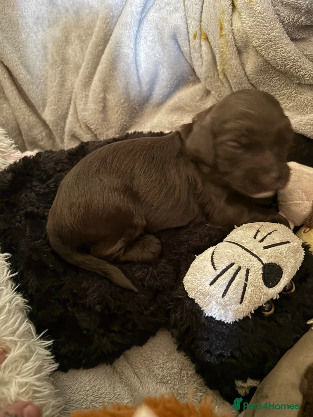 Cockapoo dogs for sale: 5 gorgeous cockapoo puppies  - Advert 2