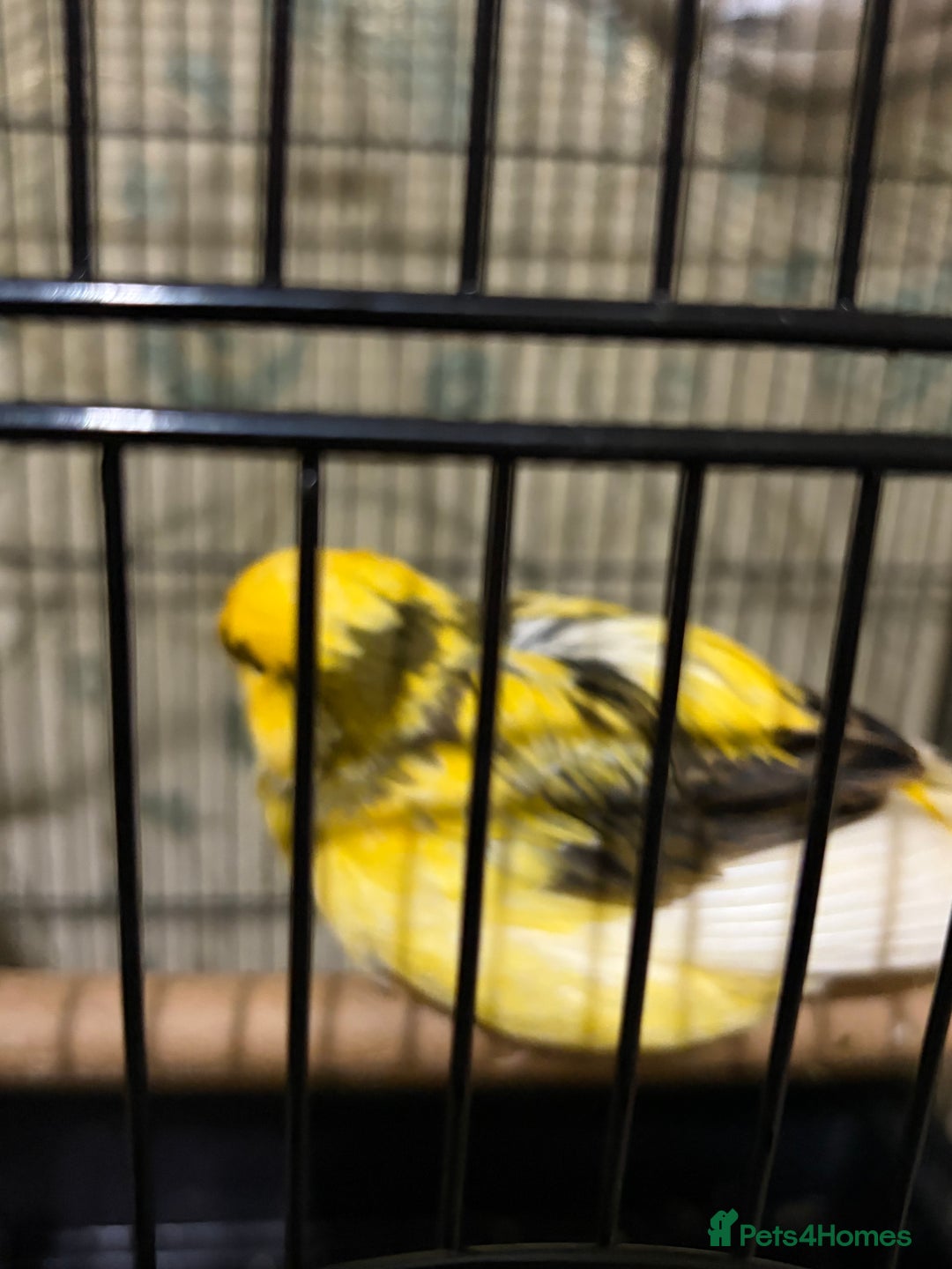 Canaries birds for sale: Border buff pair canaries  - Advert 7