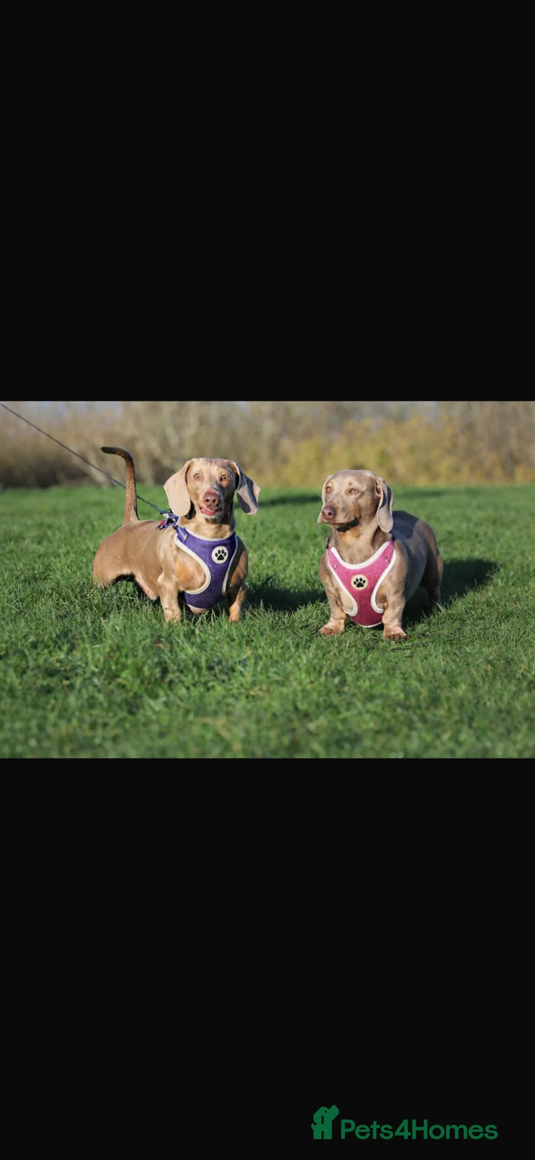 Dachshund dogs for sale: 8 week old Isabelle dashind girl - Advert 3
