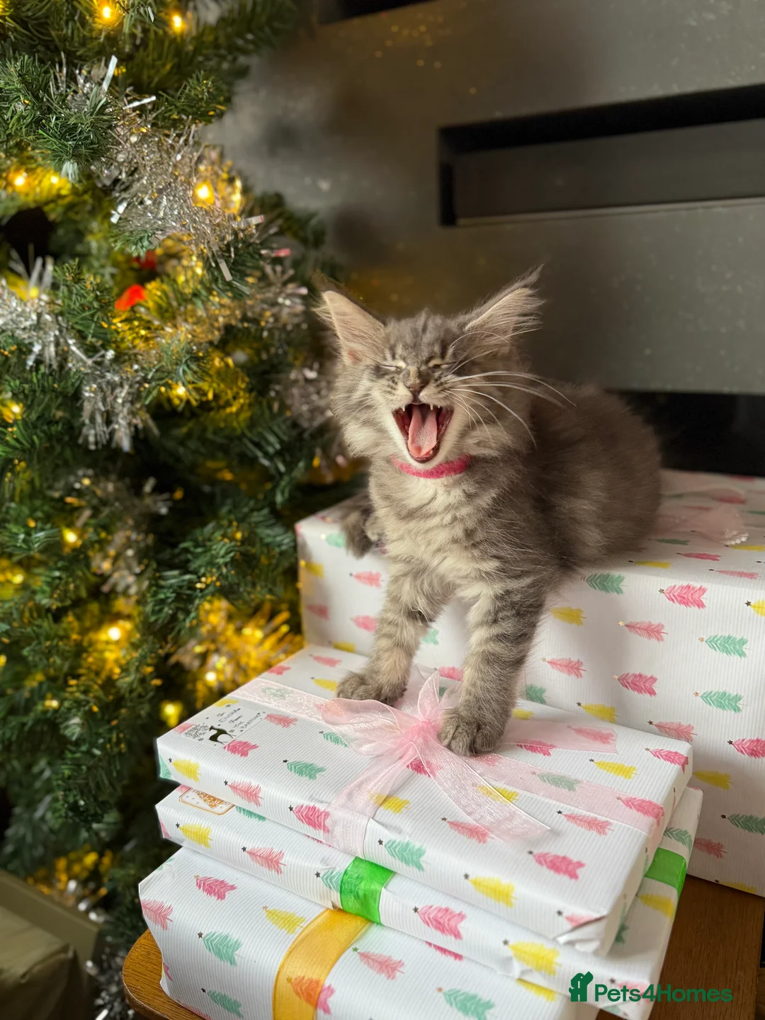 Maine Coon cats for sale: TICA Registered Maine Coon Kittens - Advert 13