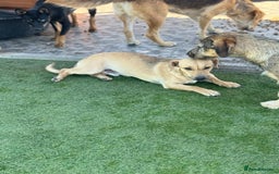 Mixed Breed dogs for adoption: Little Hugo looking for LOVE  - Image 5