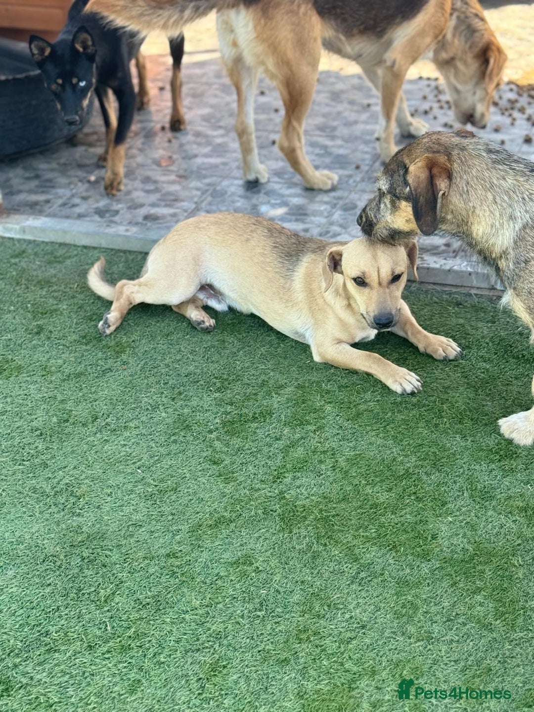 Mixed Breed dogs for adoption: Little Hugo looking for LOVE  - Image 5