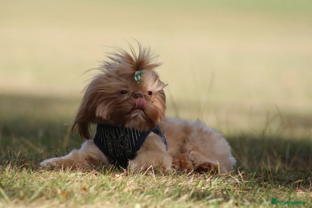 Shih Tzu dogs for stud: Tiger orange imperial shih tzu  in Basildon - Advert 8