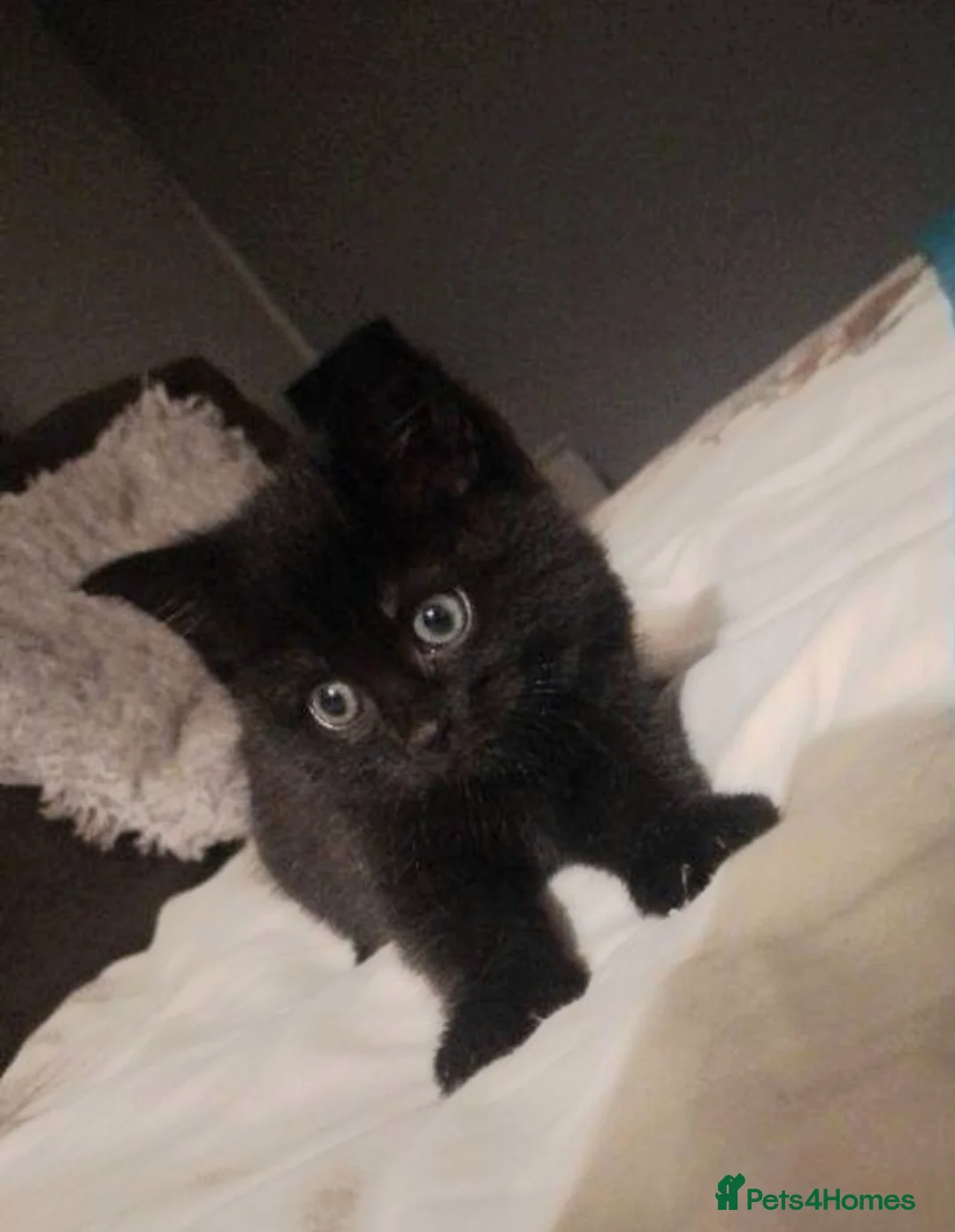 British Shorthair cats for sale: Kittens - Advert 7