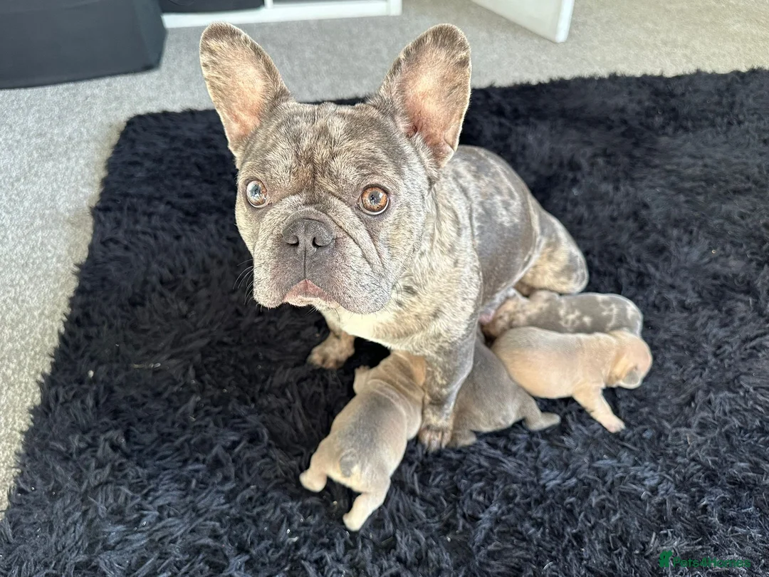 French Bulldog dogs for sale: French Bulldog in Chesterfield - Advert 2