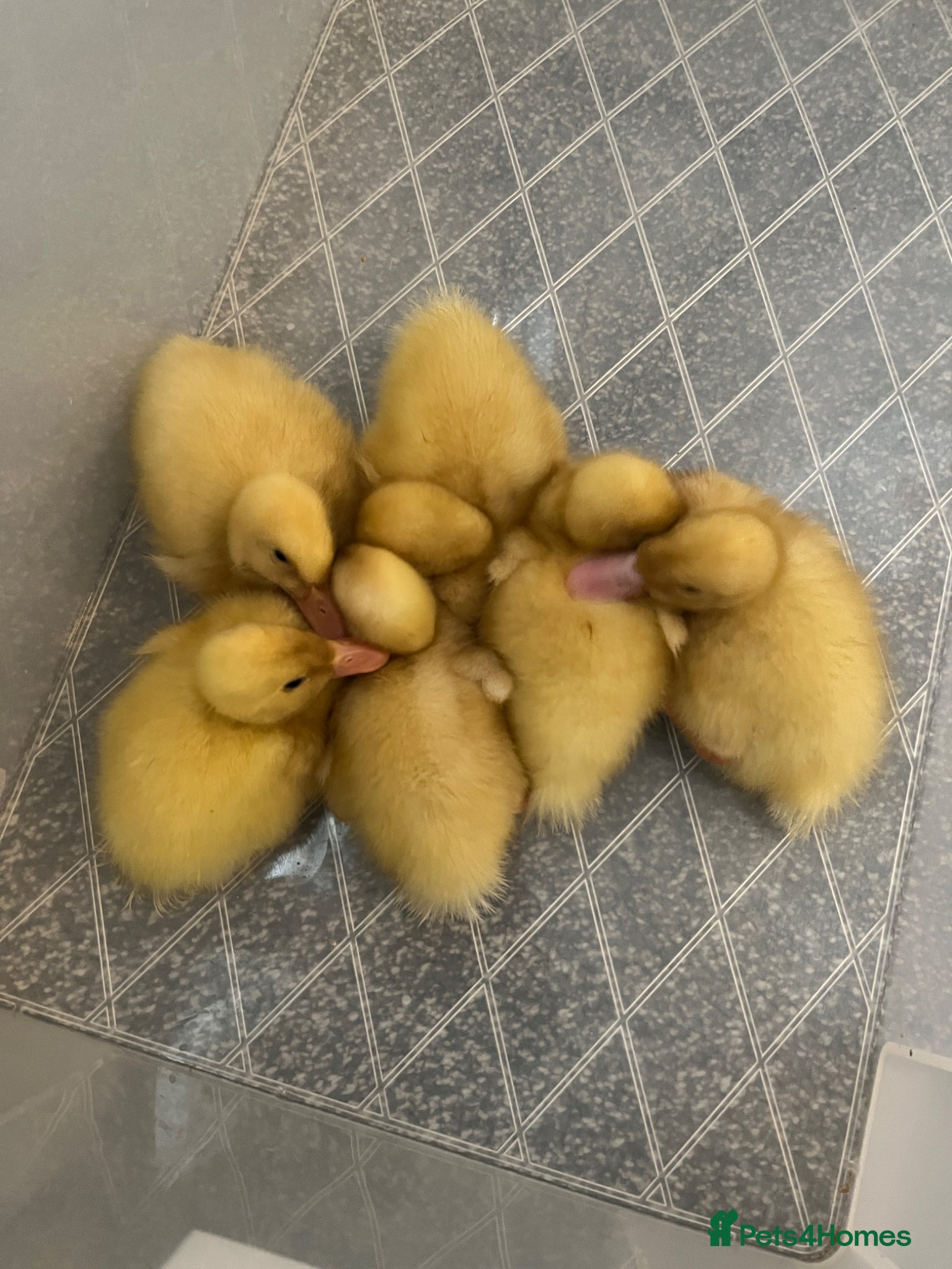 Ducks poultry Cherry valley ducklings. - Advert 8