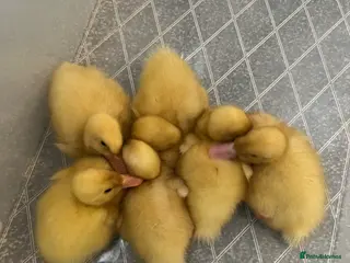 Ducks poultry Cherry valley ducklings. - Advert 8